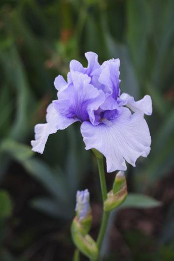 Photo of Tall Bearded Iris (Iris 'Aldo Ratti') uploaded by Calif_Sue
