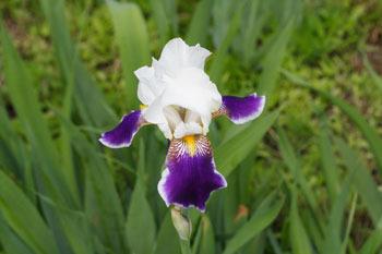Photo of Tall Bearded Iris (Iris 'Wabash') uploaded by Calif_Sue