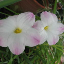 Location: Orlando Florida
Date: 2009-05-22
Zephyranthes 'Lily Pies'