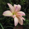 Zephyranthes 'Moulin Rouge'