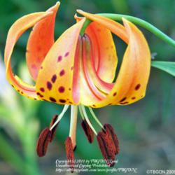 Location: Our Perennial Gardens
Date: Photo June 2009
Turk's Cap Lily