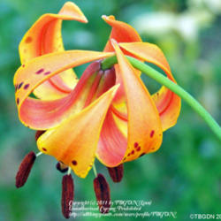 Location: Our Perennial Gardens
Date: Photo June 2009
Turk's Cap Lily