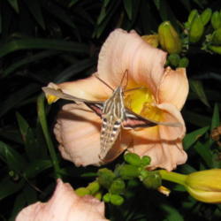 Location: central Illinois
Date: 2010-06-24
w/ Hummingbird Moth  #Pollination