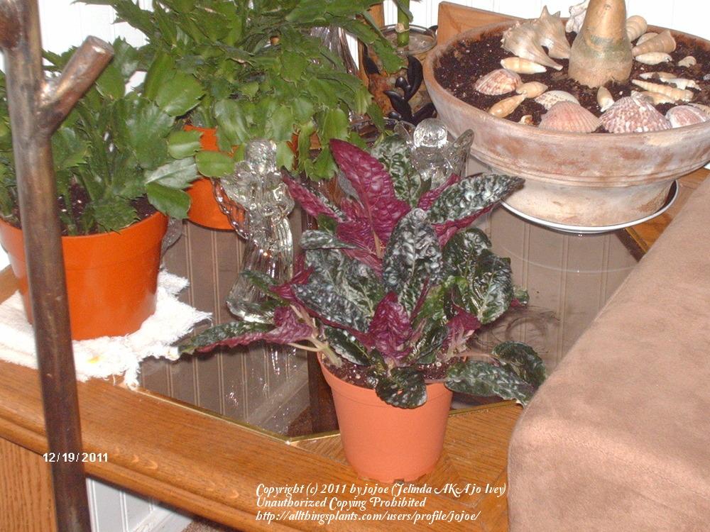 Photo of Purple Waffle Plant (Hemigraphis 'Exotica') uploaded by jojoe