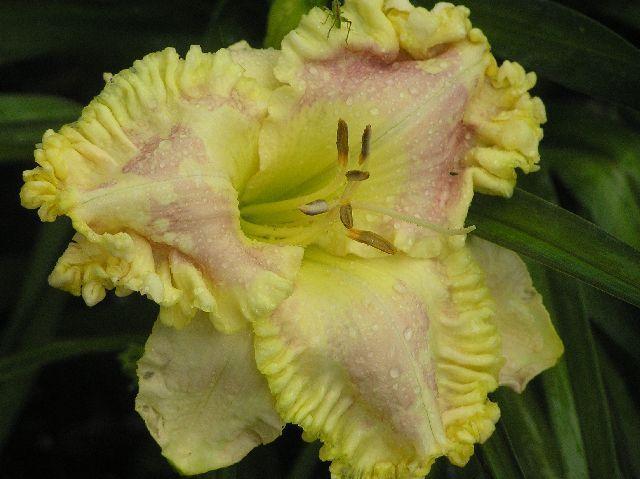 Photo of Daylily (Hemerocallis 'Lycean') uploaded by vic