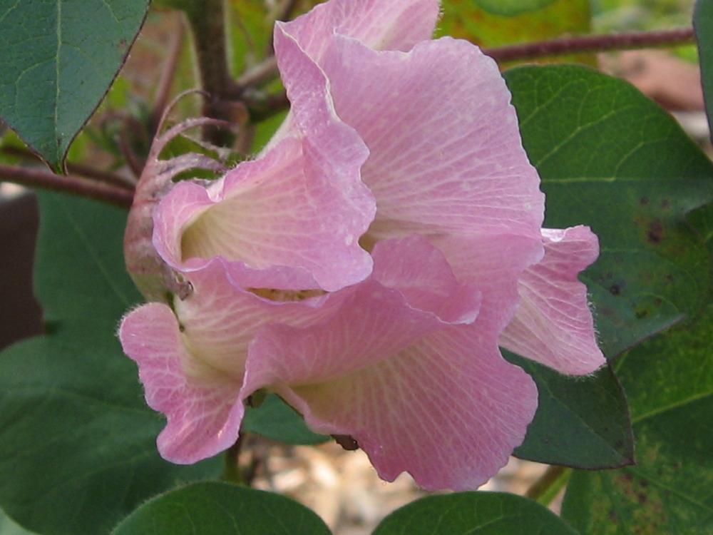 Photo of Upland Cotton (Gossypium hirsutum) uploaded by GoneTropical