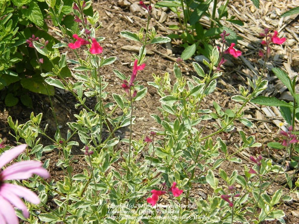 Photo of Autumn Sage (Salvia greggii Desert Blaze™) uploaded by Marilyn