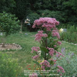 Location: My garden in Kentucky
Date: 2007-07-28
#Pollination