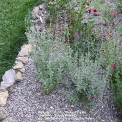 Location: My garden in Kentucky
Date: 2007-07-23