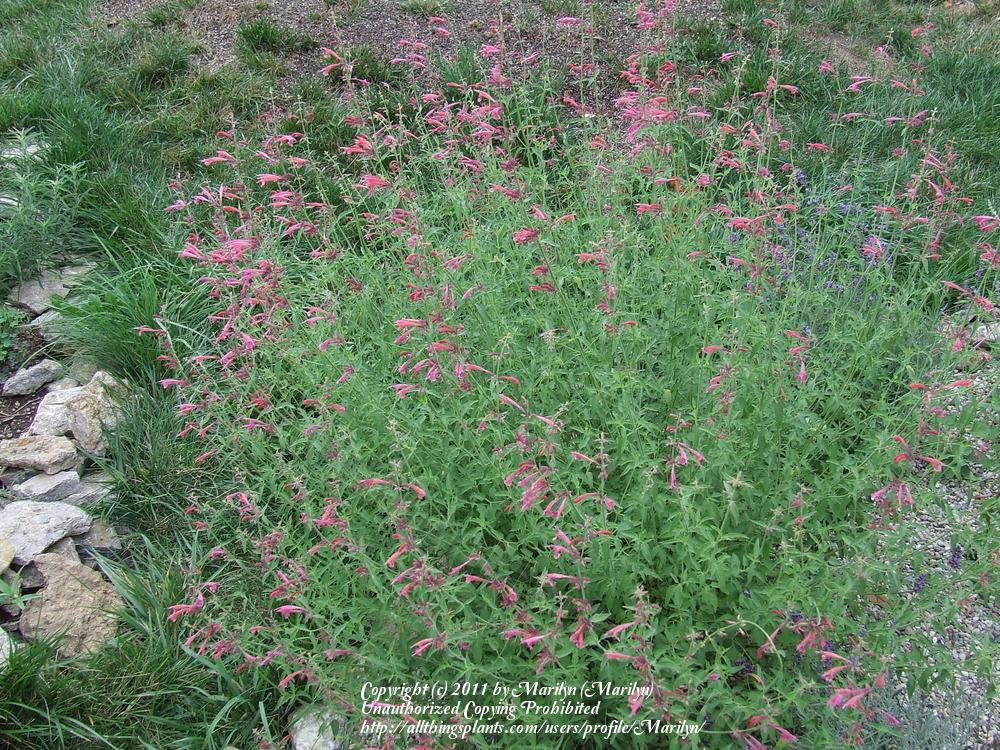 Photo of Wild Hyssop (Agastache cana 'Heather Queen') uploaded by Marilyn
