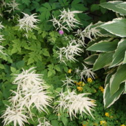 Location: In my garden...Pleasant Grove, Utah
Date: 2009-06-07
A wonderful companion plant for hosta