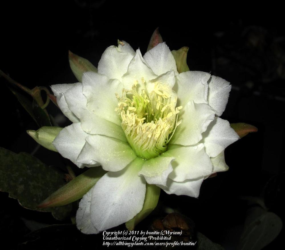 Photo of Night Blooming Cereus (Cereus fernambucensis) uploaded by bonitin