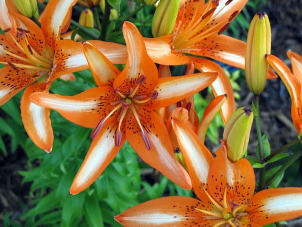 Photo of Lily (Lilium 'Starburst') uploaded by goldfinch4