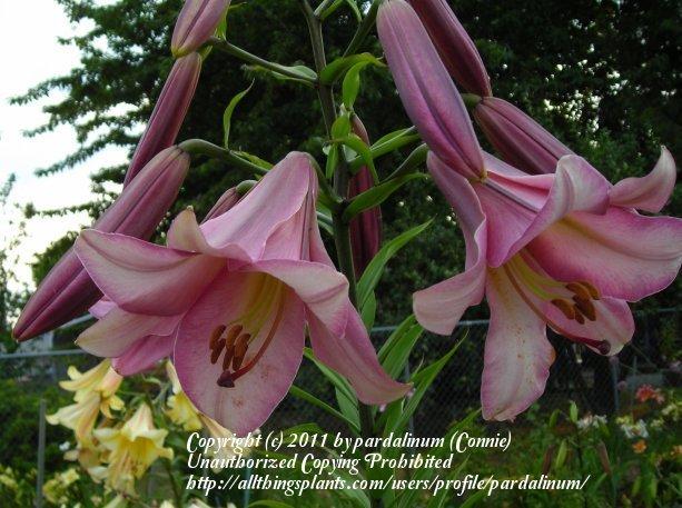 Photo of Lily (Lilium Pink Perfection) uploaded by pardalinum