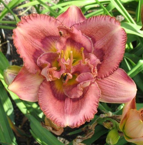 Photo of Daylily (Hemerocallis 'Mulberry Connection') uploaded by vic