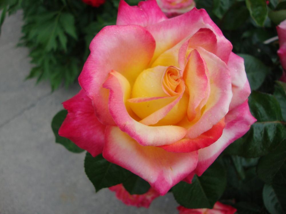 Photo of Rose (Rosa 'Love & Peace') uploaded by Paul2032