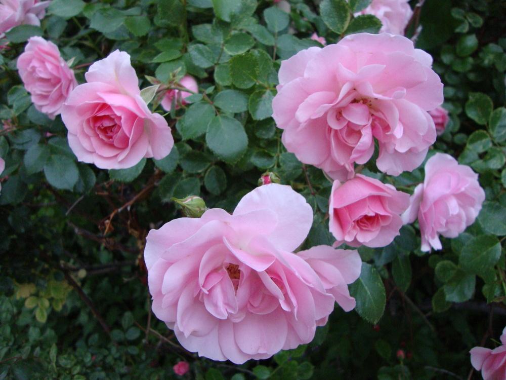 Photo of Shrub Rose (Rosa 'Bonica') uploaded by Paul2032