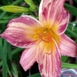Location: Fort Worth TX
Date: 2010-05-30
Daylily \"Pink Stripes\"