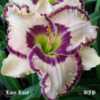 Daylily \"Lacy Lucy\"