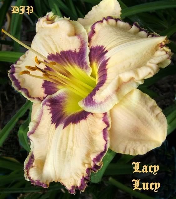 Photo of Daylily (Hemerocallis 'Lacy Lucy') uploaded by Ladylovingdove