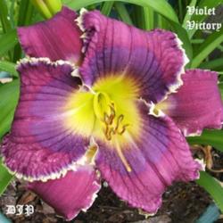 Location: Fort Worth TX
Date: 2009-06-06
Daylily \"Violet Victory\"