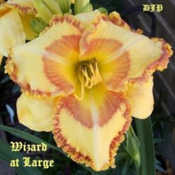 
Date: 2009-05-27
Daylily \"Wizard at Large\"