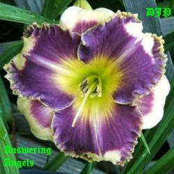 Location: Fort Worth TX
Date: 2009-05-25
Daylily \"Answering Angels\"
