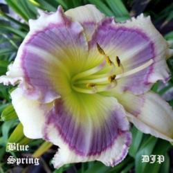 Location: Fort Worth TX
Date: 2010-05-29
Daylily \"Blue Spring\"