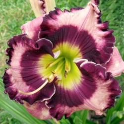 Location: Fort Worth TX
Date: 2010-05-25
Daylily \"Space Warp\"