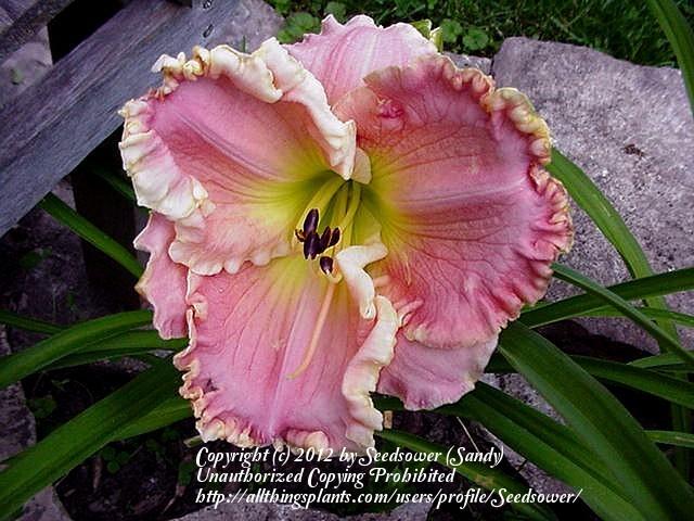Photo of Daylily (Hemerocallis 'Barbie in Pink') uploaded by Seedsower