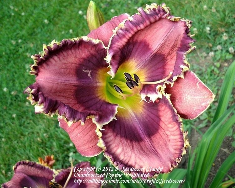 Photo of Daylily (Hemerocallis 'God Save the Queen') uploaded by Seedsower