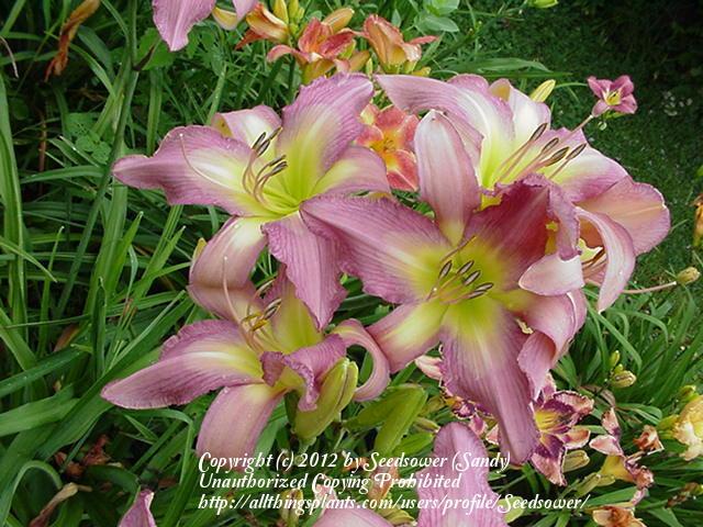 Photo of Daylily (Hemerocallis 'Odds and Ends') uploaded by Seedsower