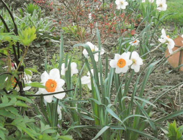 Photo of Small-Cupped Daffodil (Narcissus 'Barrett Browning') uploaded by ge1836