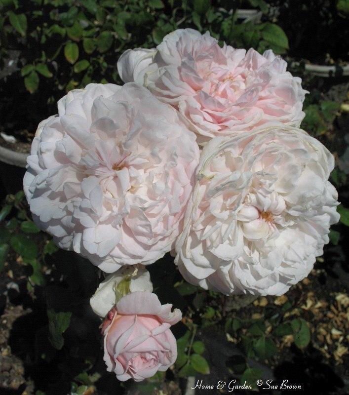 Photo of Rose (Rosa 'Home & Garden') uploaded by Calif_Sue