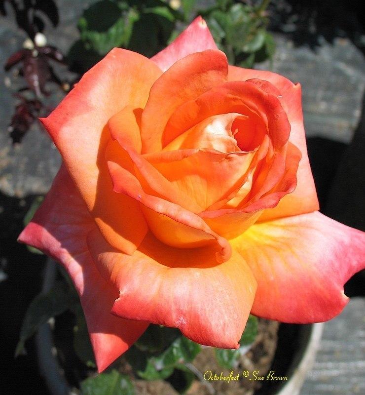 Photo of Rose (Rosa 'Octoberfest') uploaded by Calif_Sue