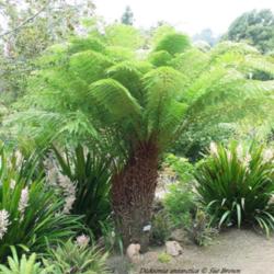 Location: UC Berkeley Botanical Gardens
Date: 2007-08-06