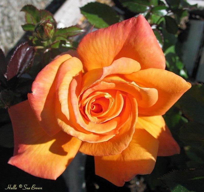 Photo of Rose (Rosa 'Halle') uploaded by Calif_Sue