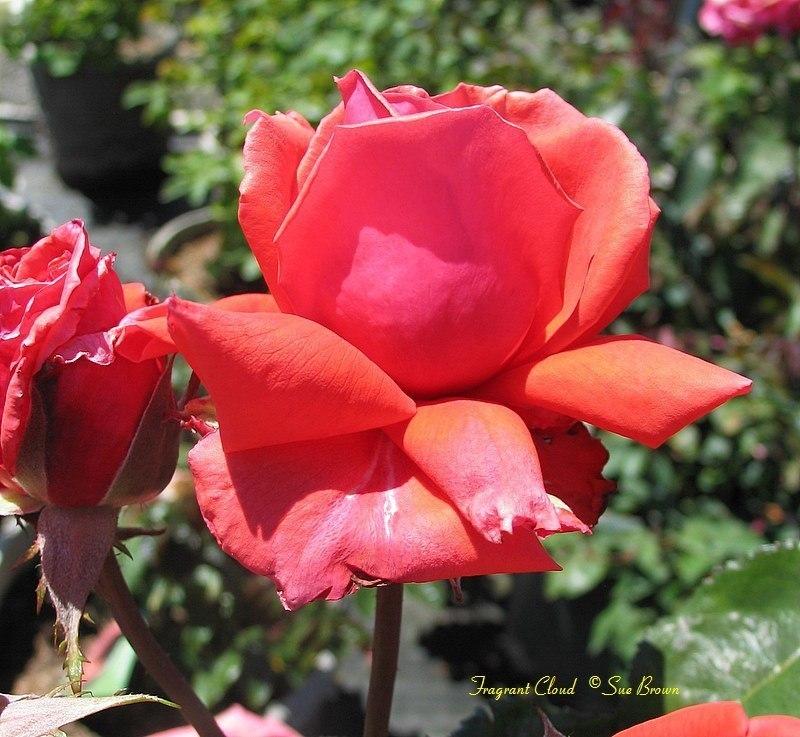 Photo of Rose (Rosa 'Fragrant Cloud') uploaded by Calif_Sue