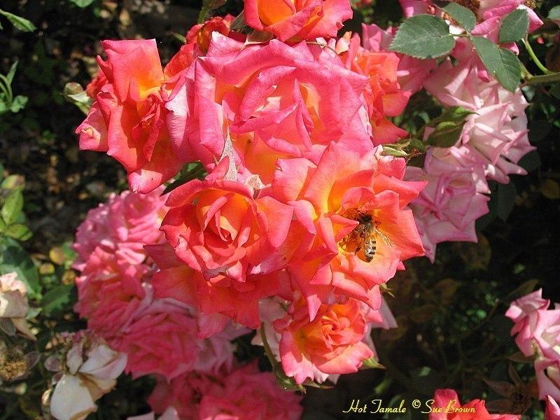 Photo of Rose (Rosa 'Hot Tamale') uploaded by Calif_Sue
