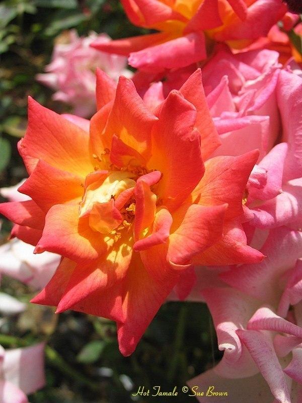 Photo of Rose (Rosa 'Hot Tamale') uploaded by Calif_Sue