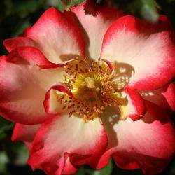 Location: San Jose Heritage Rose Garden
Date: 2000-01-01