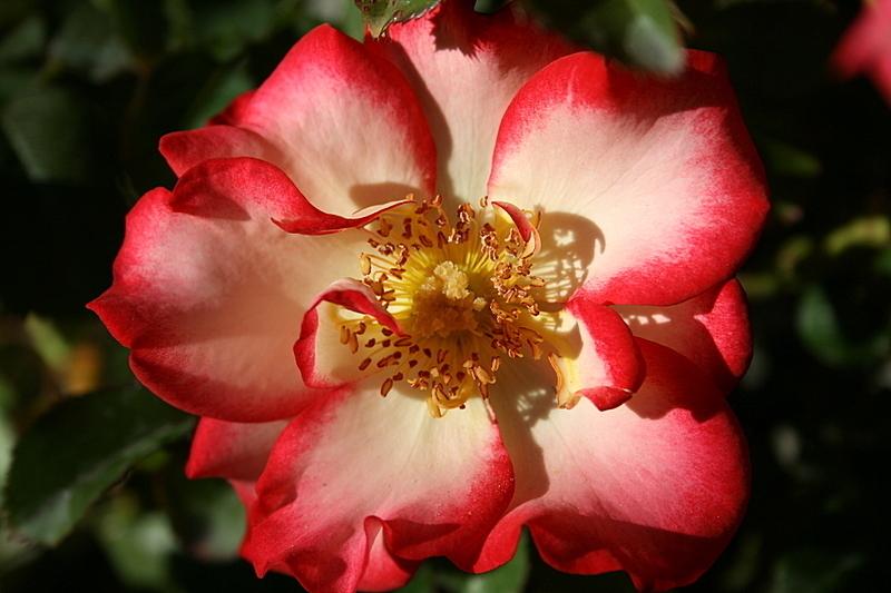 Photo of Rose (Rosa 'Betty Boop') uploaded by Calif_Sue