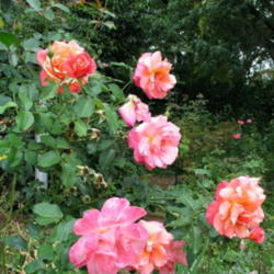 Location: In Zuzu's garden
Date: 2007-09-27