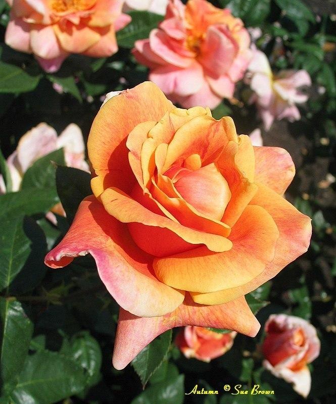 Photo of Rose (Rosa 'Autumn') uploaded by Calif_Sue