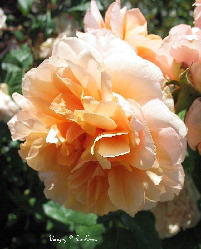 Photo of Rose (Rosa 'Versigny') uploaded by Calif_Sue