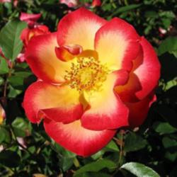 Location: San Jose Heritage Rose Garden
Date: 2007-09-26