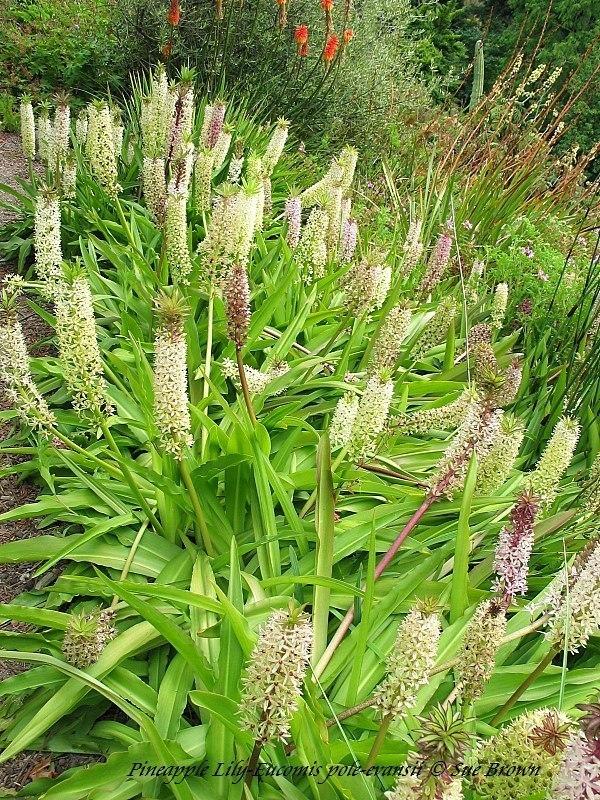 Photo of Giant Pineapple Lily (Eucomis pallidiflora subsp. pole-evansii) uploaded by Calif_Sue