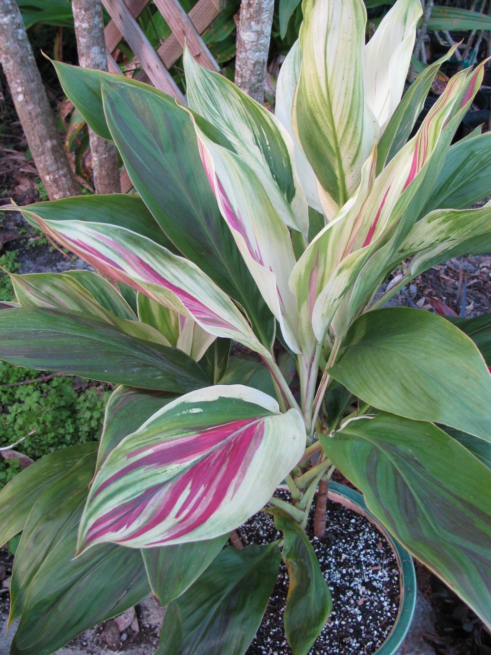 Photo of Ti Plant (Cordyline fruticosa 'Tricolor') uploaded by Dutchlady1