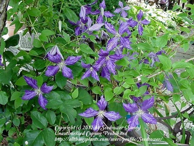Photo of Clematis 'Tie Dye' uploaded by Seedsower