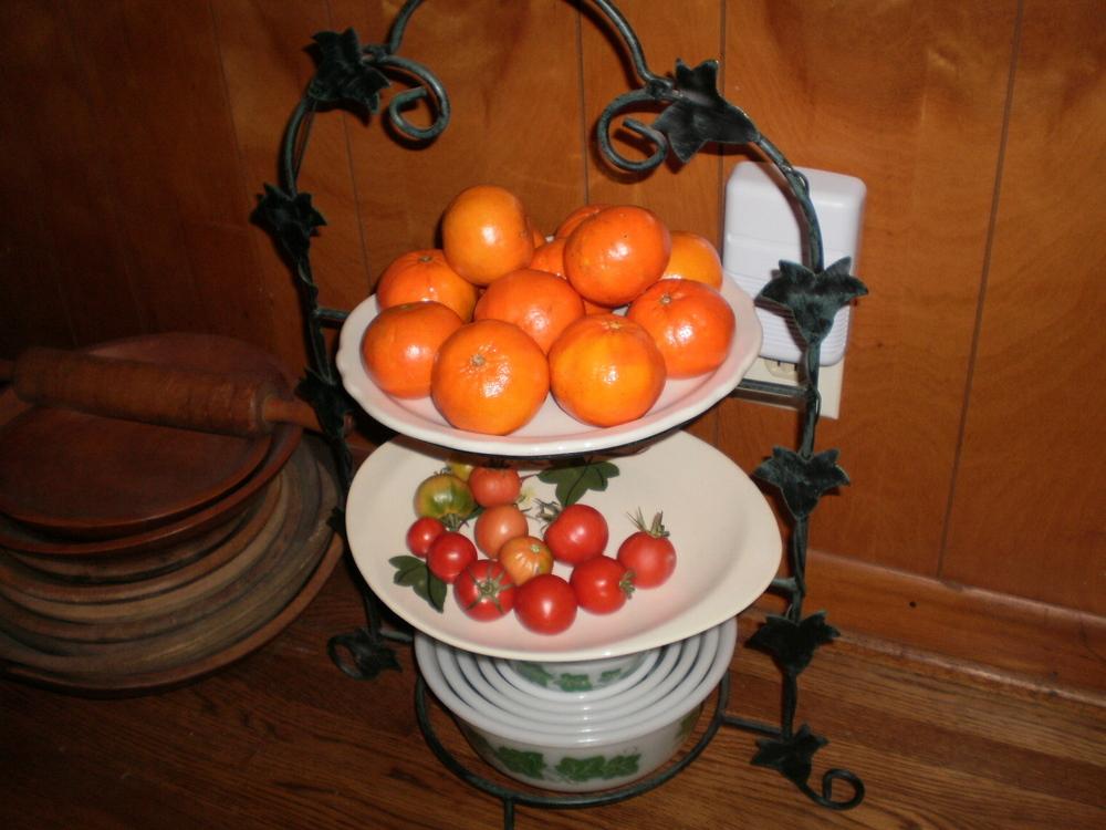 Photo of Tangerine (Citrus reticulata) uploaded by SongofJoy